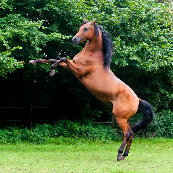 Imagen de un caballo árabe pura sangre alzando las dos patas delanteras