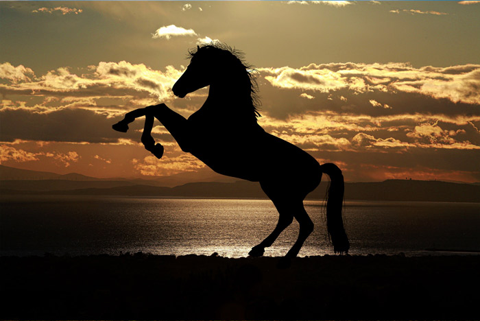 caballo Hispano Árabe